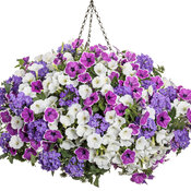 Thumbnail of Hanging Basket: moonlit_lavender_basket.jpg