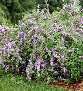 Mop Top® - Fountain Butterfly Bush - Buddleia alternifolia