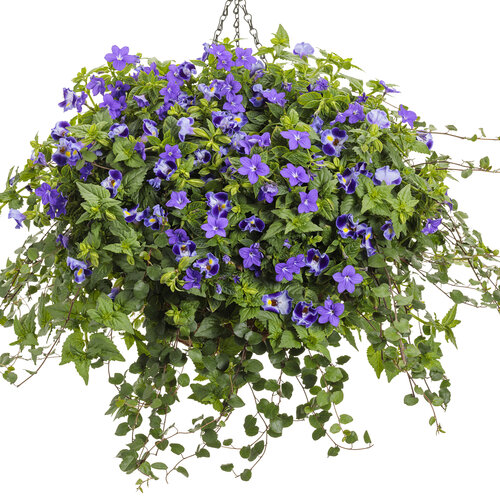 Hanging Basket: mrs._peacock.jpg