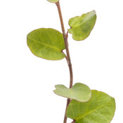 Thumbnail of Cut-out: muehlenbeckia_big_leaf_macro_01.jpg