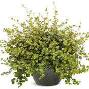 Thumbnail of Beauty Shot: muehlenbeckia_big_leaf_mono.jpg