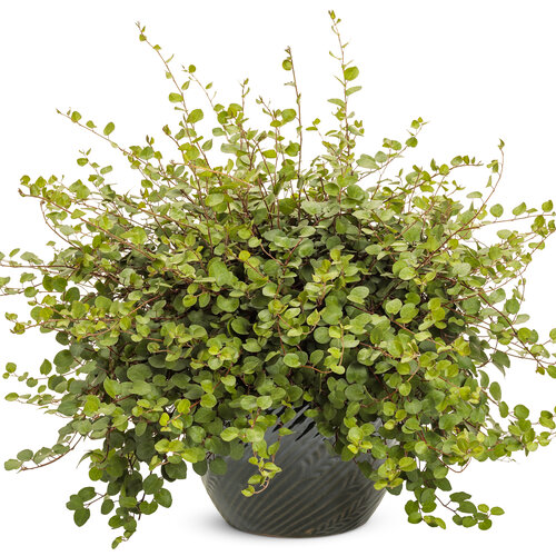 Beauty Shot: muehlenbeckia_big_leaf_mono.jpg