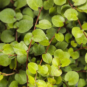 Thumbnail of Close-up: muehlenbeckia_big_leaf_tag.jpg