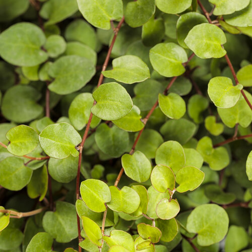 Close-up: muehlenbeckia_big_leaf_tag.jpg
