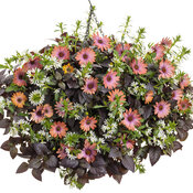 Thumbnail of Hanging Basket: my_gal_sunday.jpg
