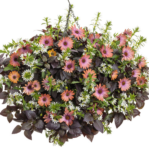 Hanging Basket: my_gal_sunday.jpg