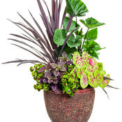 Thumbnail of Patio Container: nature_reserve-975x1200-ecebb22.jpg