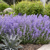 'Cat's Meow' - Catmint - Nepeta faassenii