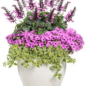 Thumbnail of Patio Container: never_too_late.jpg