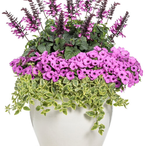 Patio Container: never_too_late.jpg