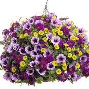 Thumbnail of Hanging Basket: new_orleans.jpg