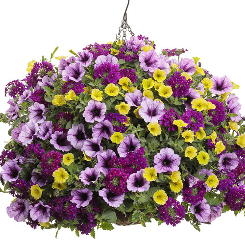 Hanging Basket: new_orleans.jpg