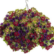 Thumbnail of Hanging Basket: new_york.jpg