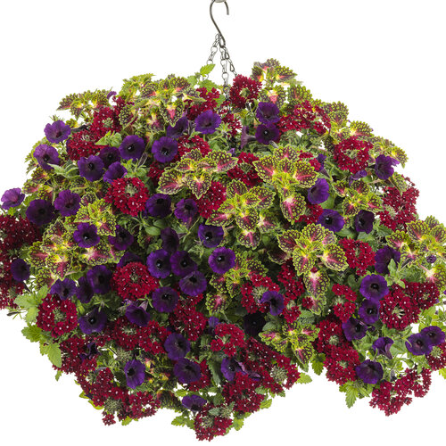 Hanging Basket: new_york.jpg