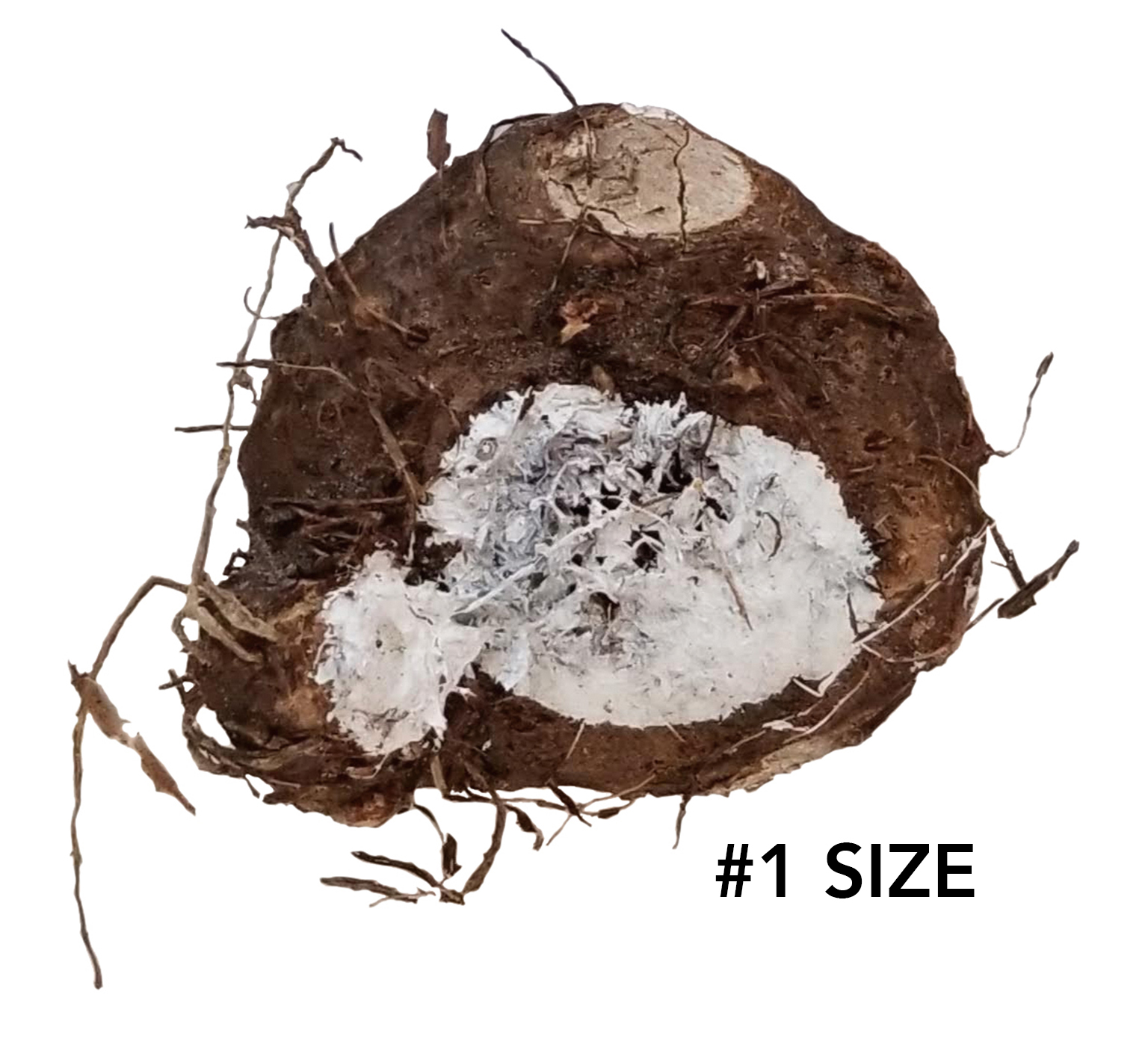 no1_grade_bulb_n