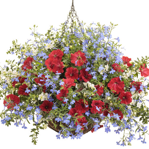 Hanging Basket: Only in American