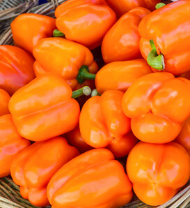 Orange Sun Bell Pepper - Orange Bell Pepper - Capsicum annuum