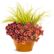 Thumbnail of Patio Container: Orange Juice