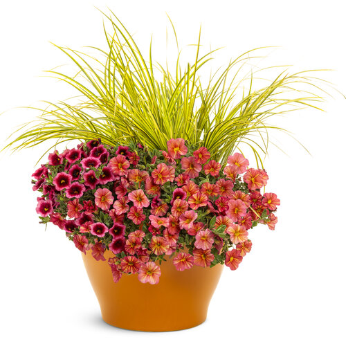 Patio Container: Orange Juice