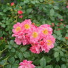 Oso Easy® Double Pink - Rose - Rosa x