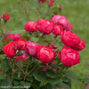 Oso Easy Double Red® - Rose - Rosa x