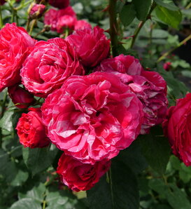 Oso Easy Red Stripe® - Rose - Rosa x