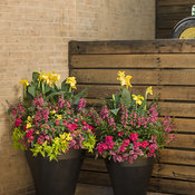 Thumbnail of Patio Container: outdoor_scene_f_19.jpg