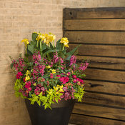 Thumbnail of Patio Container: outdoor_scene_f_34.jpg