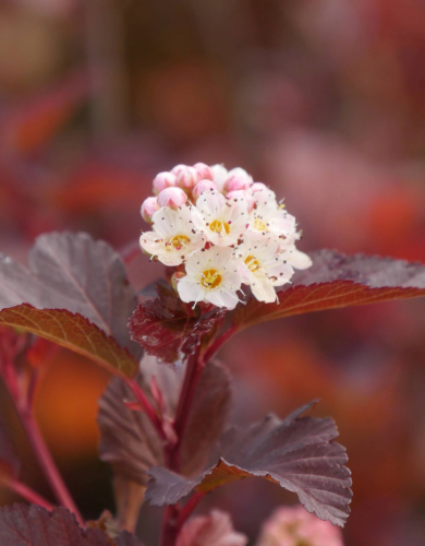 Physocarpus Shrub