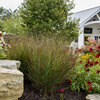 Prairie Winds® 'Cheyenne Sky' - Red Switch Grass - Panicum virgatum