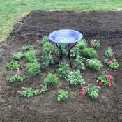 Thumbnail of Landscape: patriotic_newly_planted.jpg