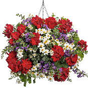 Thumbnail of Hanging Basket: Patriot's Pledge