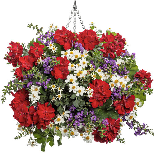 Hanging Basket: Patriot's Pledge