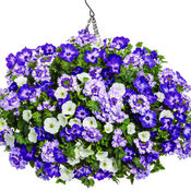 Thumbnail of Hanging Basket: Pebble Beach