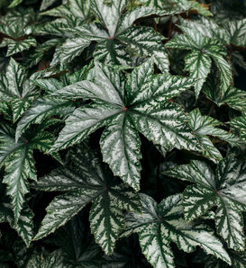 Pegasus® - Begonia  