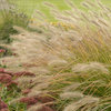 Prairie Winds® 'Desert Plains' - Fountain Grass - Pennisetum alopecuroides