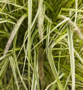 Graceful Grasses® 'Sky Rocket' - Fountain Grass - Pennisetum setaceum