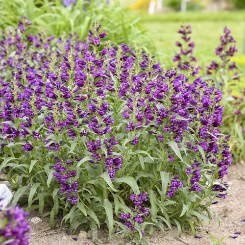 Bejeweled<sup>®</sup> 'Dark Amethyst' Penstemon barbatus