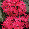 Sunstar® Red - Retired April 2026 - Egyptian Star Flower - Pentas lanceolata