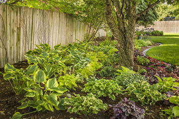 perennials_garden shade