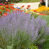 'Denim 'n Lace' - Russian Sage - Perovskia atriplicifolia