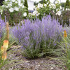 'Sage Advice' - Russian Sage - Perovskia atriplicifolia