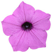 Thumbnail of Cut-out: Supertunia Vista® Jazzberry™ - Petunia