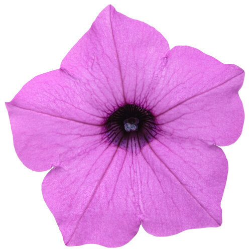Cut-out: Supertunia Vista® Jazzberry™ - Petunia