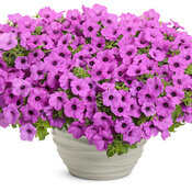 Thumbnail of Beauty Shot: Supertunia Vista® Jazzberry™ - Petunia