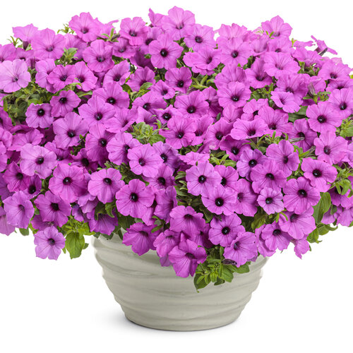 Beauty Shot: Supertunia Vista® Jazzberry™ - Petunia
