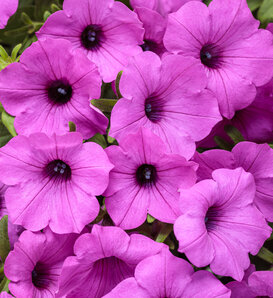 Supertunia Vista® Jazzberry® - Petunia  