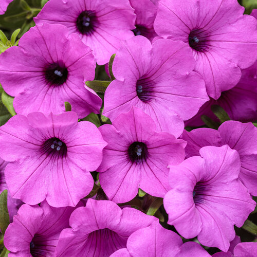 Supertunia Vista® Jazzberry® - Petunia  