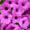 Supertunia Vista® Jazzberry® - Petunia