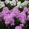 Luminary® 'Opalescence' - Tall Garden Phlox - Phlox paniculata